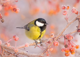 The first frost / ***