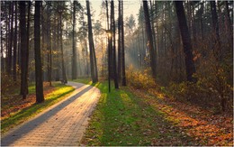 Autumn light / ***