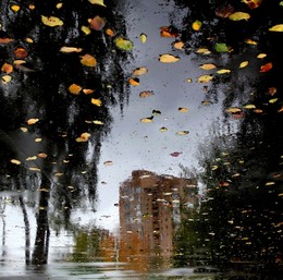 Autumn dream / ***
