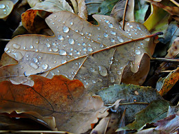 Autumn dream / ***