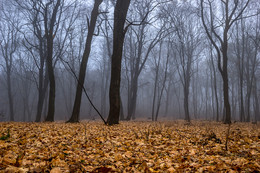 Herbst-Traum / ***