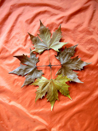 Autumn dream / Platane