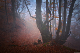 Krim-Wald / ***