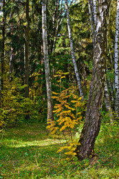 Waldlichtung / ***