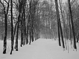 Schneebedeckte Allee / ***