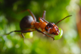 Ant / ***