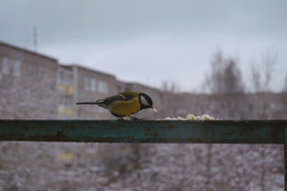 Titmouse / ***