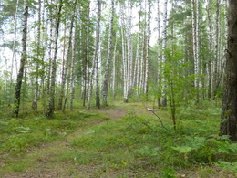 Forest / ***