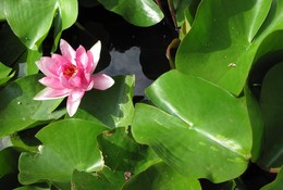 / Just lotus