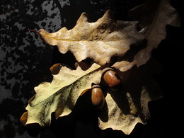 Autumn / ***