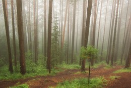 Nebel / ***