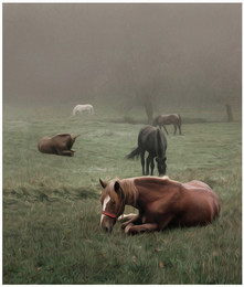 Horses / ***