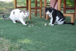  / Mystical Greek cats! Very much like a fish!