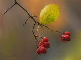 Autumn etude / ***