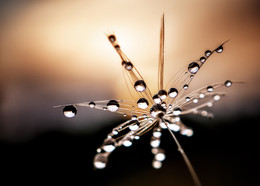 Drop / Morning dew.