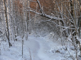 Winterwald / ***