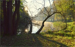 From the life of trees / ***