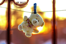 PF-2017 / ***