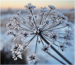 Frost / ***