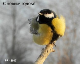 PF-2017 / ***