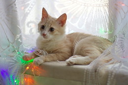 New Cat / ***
