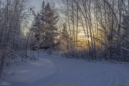 Winterwald / ***