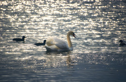 Swan Lake / ***