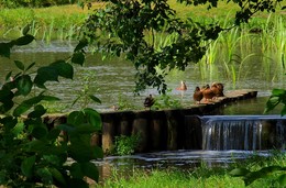 Duck on the river / ***