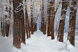 Winter alley / ***