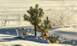 Schnee und Kiefer / ***