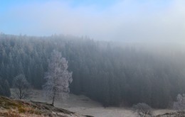 January fogs / ***