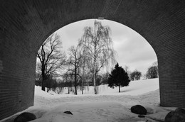 Birke / ***