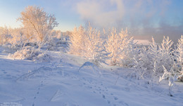 Sunny morning / ***