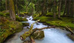 Forest Fairy Tale / ***