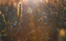 herbs / ***