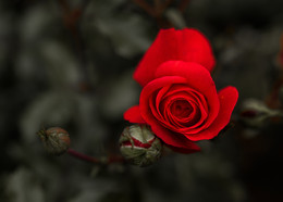 Rose / ***