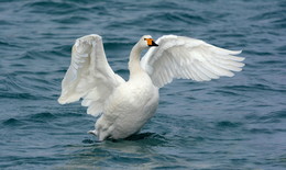 Whooper / ***