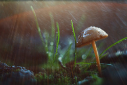 In the evening rays / ***