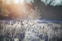 The first frosts / ***