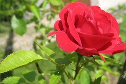  / Rose in the morning dew