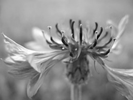 cornflower / ***