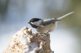 Black-capped Chickadee / ***