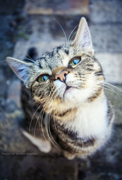 Die Katze. / ***