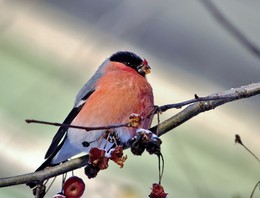 Bullfinch / ***