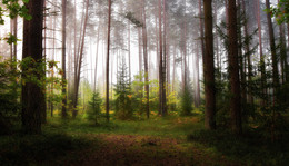 im Frühherbst / ***