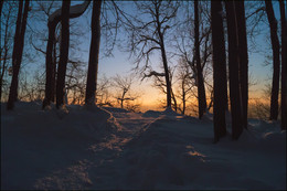 Morgen in den Wald / ***