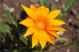 Blume / ***