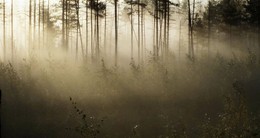 Morning in the Forest ... / ***
