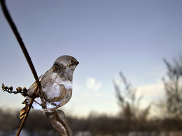 Titmouse / ***