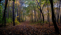 in the autumn forest / ***